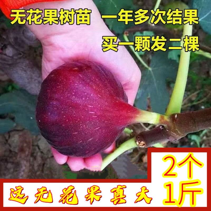 正宗波姬红无花果树果苗特大果南北方种无花果苗盆栽地栽当年结果