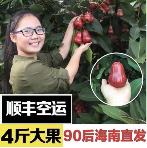 非常好吃自然熟莲雾清甜可口
