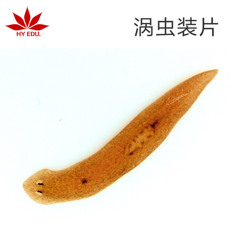 寄生虫类  涡虫装片 显微镜生物玻片 高教教学 成像清晰 红叶教仪