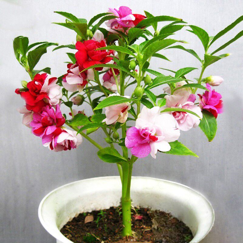 胭脂花单瓣凤仙花种子指甲花室内阳台盆栽庭院易活四季花卉种籽孑 - 实物图