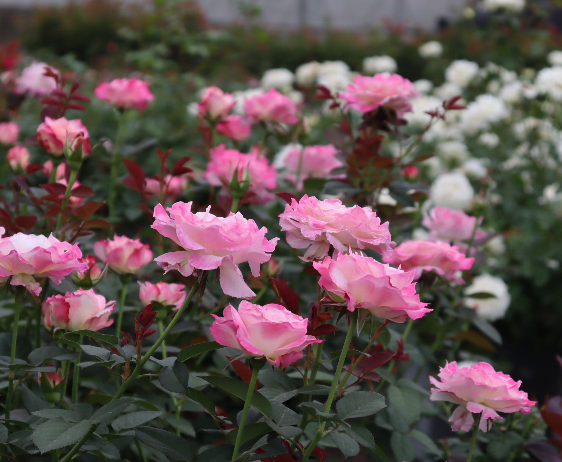 绿园美植 | 六翼天使 河本灌木月季粉白色仙气浓香庭院阳台盆栽