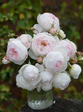 绿园美植 | 小抒情曲 河本藤本月季白色抗病庭院盆栽花墙拱门爬藤