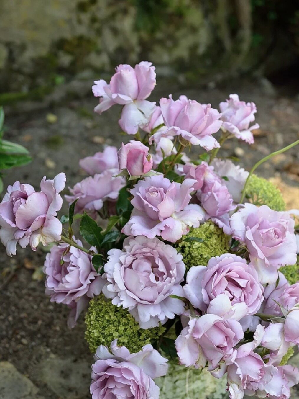 绿园美植丨北极冰/小王子 粉紫色灌木月季浓香耐雨抗病盆栽庭院