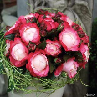 绿园美植 | 怀旧乡愁/思乡 灌木月季复色红边抗病花期长庭院盆栽