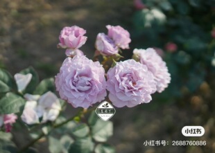 绿园美植 | 清流 河本灌木月季粉紫色仙气波浪边抗病丰花庭院盆栽