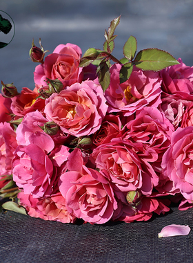 绿园美植 | 葵 丰花灌木月季豆沙紫色勤花耐开抗病庭院阳台盆栽