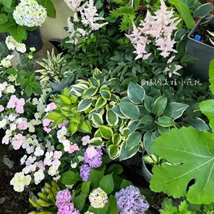 绿园美植小型玉簪日出雨林蓝鼠耳金边鼠耳细高跟阳台庭院小巧可爱