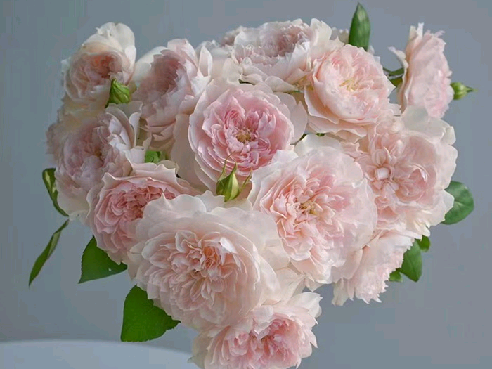 家书天狼灌木月季两广耐热勤花