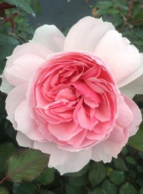 绿园美植 | 威基伍德 奥斯汀藤本月季粉色抗病庭院花墙拱门爬藤