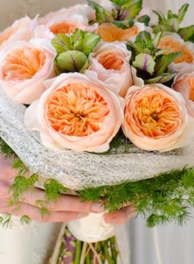 蓝色阴雨海神王米兰达清流蜻蜓葵戴维1加仑阳台盆栽庭院