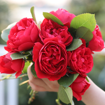 老园丁佛罗伦萨藤本月季红色抗病