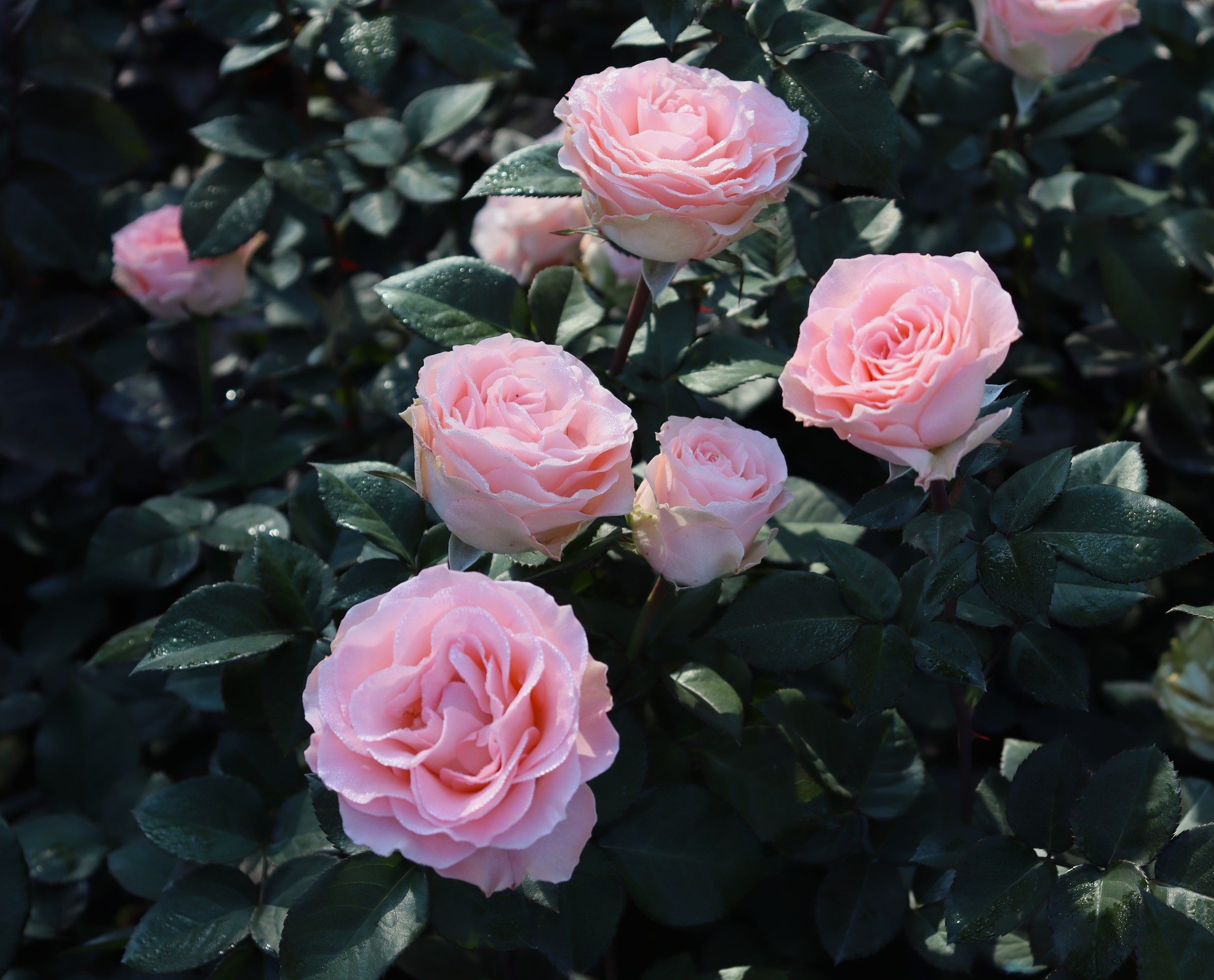 绿园美植 | 人鱼公主 切花灌木月季淡粉直立庭院阳台盆栽