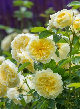 朝圣者/天路 奥斯汀黄色藤本月季多季耐开勤花丰花庭院拱门爬藤