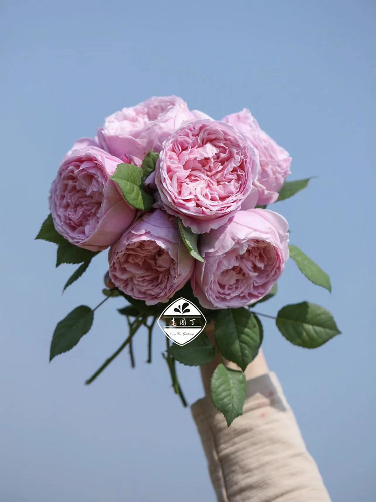 绿园美植 | 自由精神&middot; 奥斯汀藤本月季浅粉抗病庭院盆栽花墙拱门