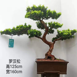 原生米叶罗汉红芽珍珠罗汉松老桩南通雀舌罗汉松盆景造型素材苗
