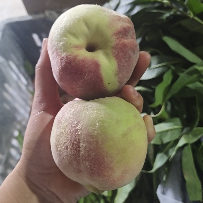 【活动】山东潍坊青州蜜桃代发5