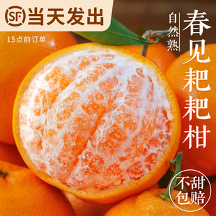 四川春见耙耙柑时令新鲜水果当季正宗丑柑橘子10斤桔子粑粑柑顺丰