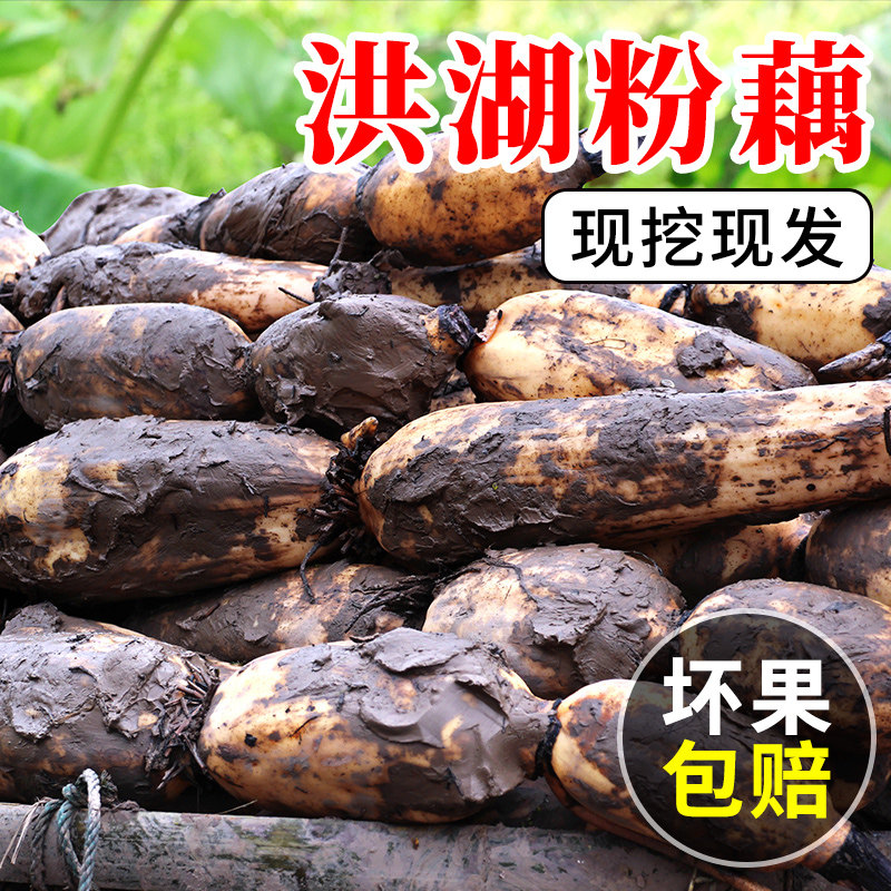 正宗洪湖莲藕新鲜现挖糯米藕煲汤粉糯炖汤湖北特产九孔粉藕红莲藕