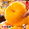 主图