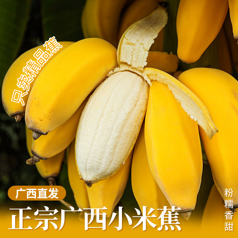 广西小米蕉当季新鲜水果自然熟小香蕉软糯香甜非芭蕉皇帝蕉整箱