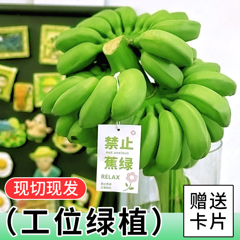 整串禁止蕉绿水培香蕉拒绝焦虑办公室芭蕉桌面静止焦绿小米蕉8斤