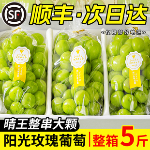 阳光玫瑰葡萄新鲜水果5斤晴王葡萄无籽香印提子青提当季整箱顺丰