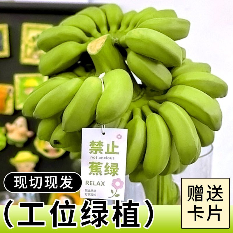 整串禁止蕉绿水培香蕉拒绝焦虑办公室芭蕉桌面静止焦绿小米蕉苹果,水产肉类/新鲜蔬果/熟食,香蕉,淘宝优惠券,粉丝福利购,淘宝优惠卷