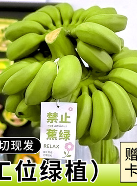 现货速发带杆整串小米蕉」