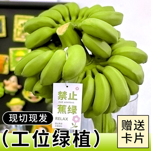 现货速发带杆整串小米蕉」