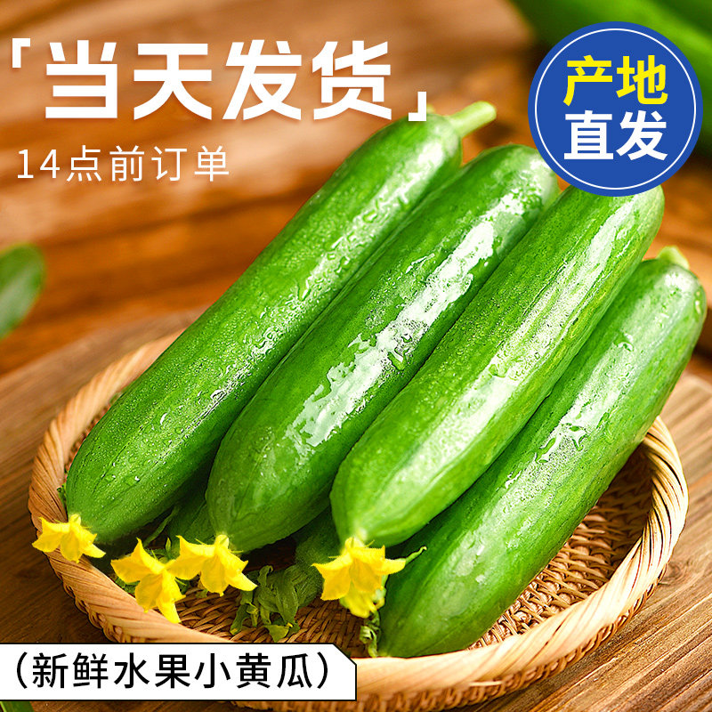 水果黄瓜新鲜生吃5小黄瓜青瓜斤时令当季蔬菜旱山东10整箱包邮老