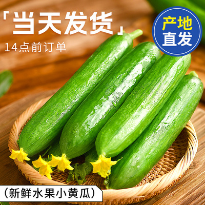 水果黄瓜新鲜生吃5小黄瓜青瓜斤时令当季蔬菜旱山东10整箱包邮老