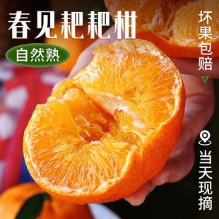 四川春见耙耙柑时令新鲜水果当季整箱正宗丑柑橘子10斤桔子粑粑柑