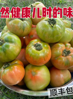 现摘青岛老品种生吃杠六九西红柿小番茄草莓柿子非普罗旺斯铁皮柿