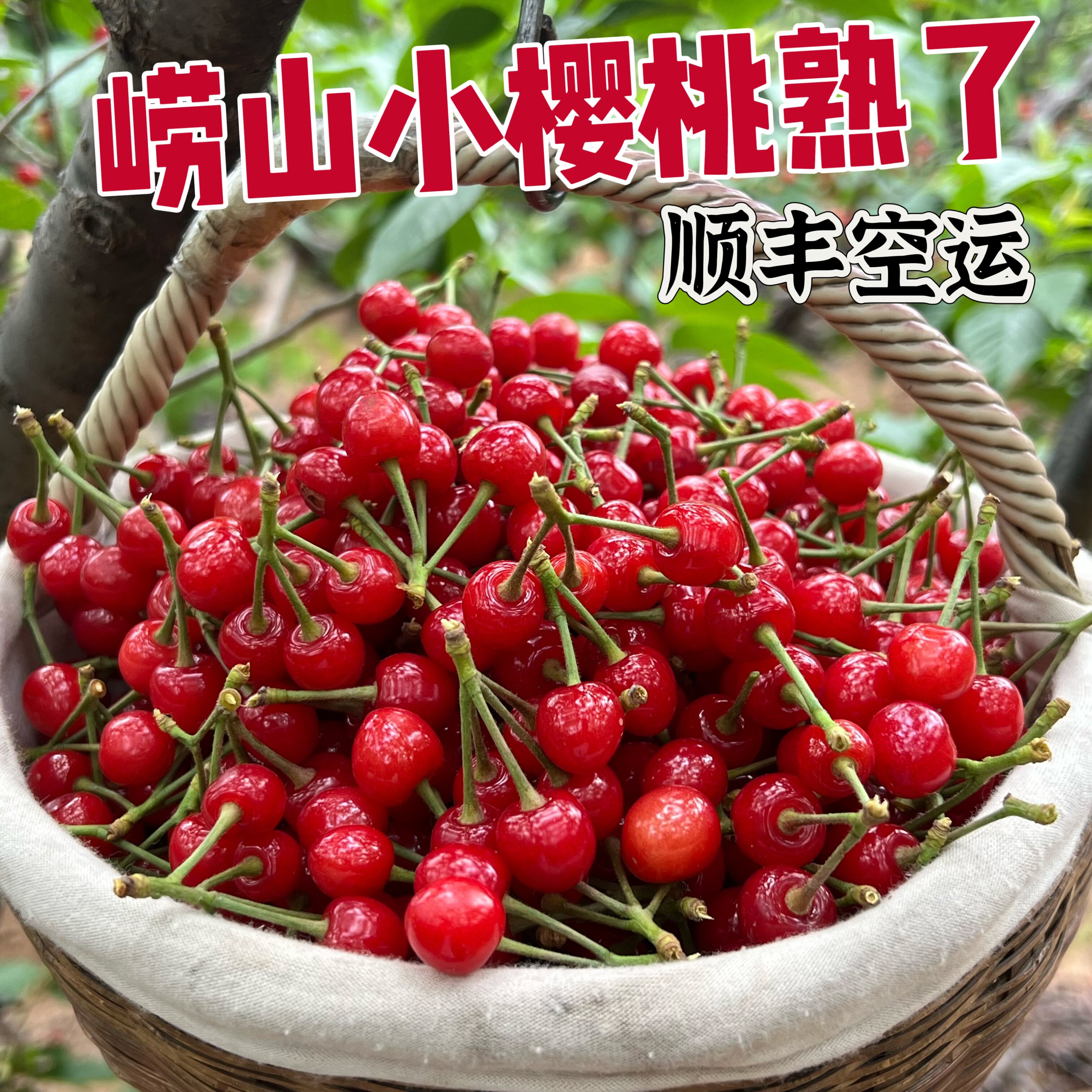 现摘青岛崂山小樱桃国产老品种土樱桃新鲜水果非四川黄蜜水晶顺丰
