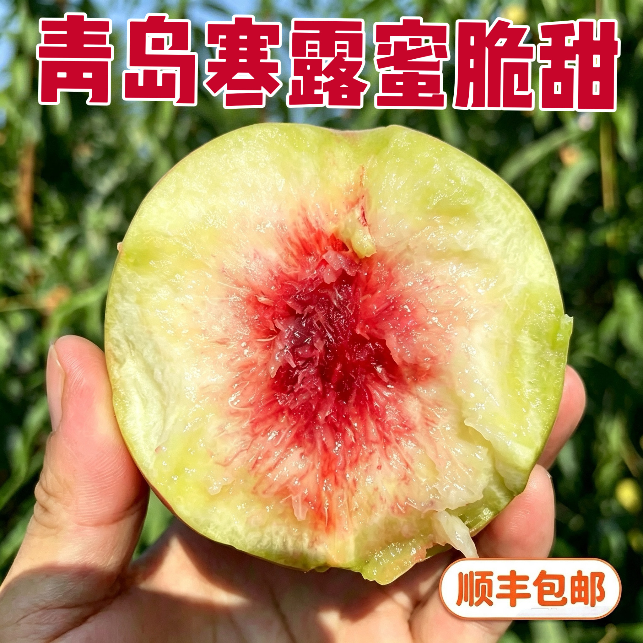 顺丰现摘青岛寒露蜜桃子脆甜硬桃