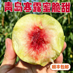 现摘青岛寒露蜜桃子脆甜山东秋冬离核红心硬桃脆桃当季新鲜水果