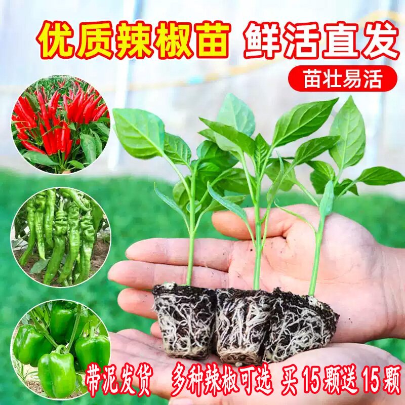优质辣椒苗茄子苗种苗鲜活直发带土球易活阳台盆栽蔬菜苗新手小白