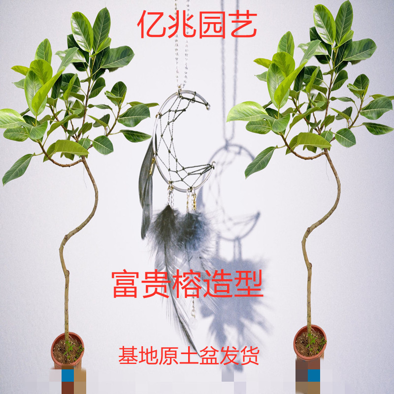 大富贵花盆栽多少钱 大富贵花盆栽优惠券免费领取 有条鱼