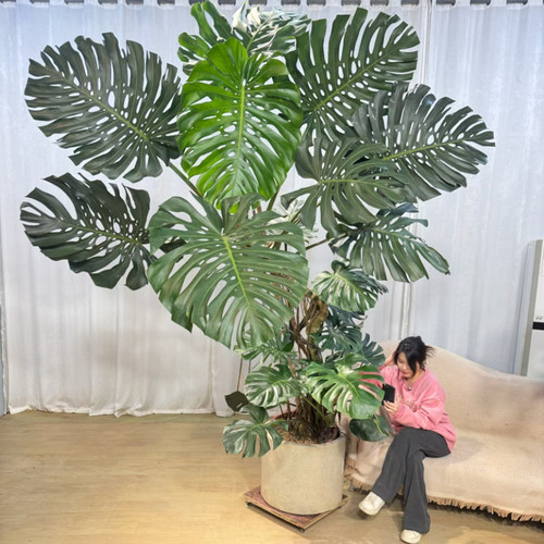 龟背竹室内大小植物盆栽网红