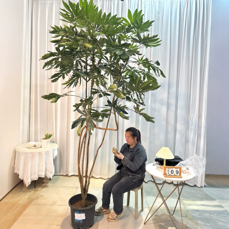 造型孔雀木非常好养耐阴室内