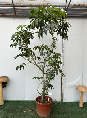 亿兆基地保萝日本大叶伞室内大小盆栽一物一拍净化空气美观