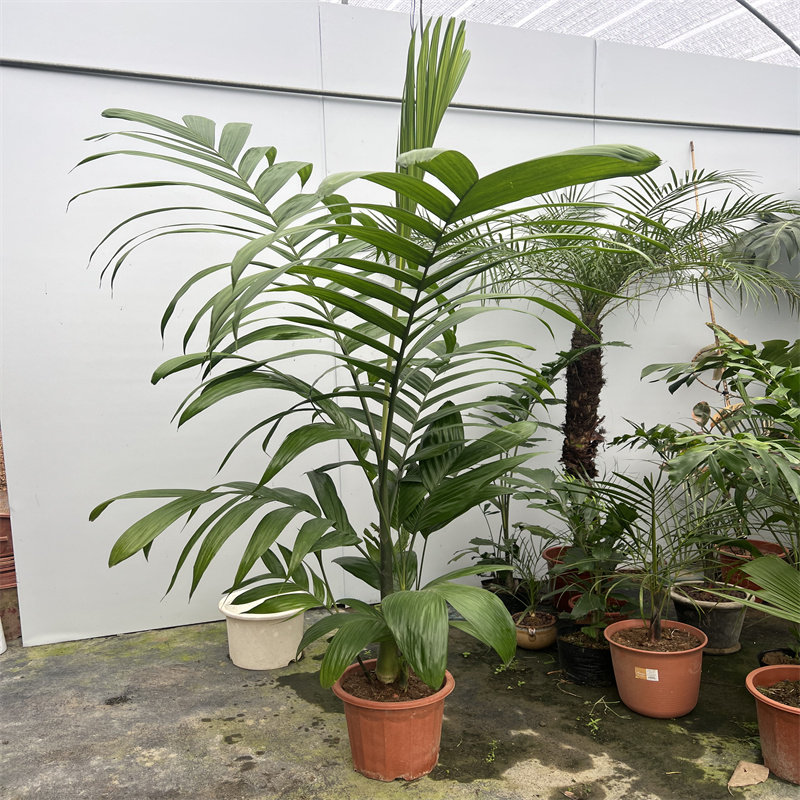 亿兆优选/三药槟榔areca triandra roxb热植棕榈盆栽绿植室内净化