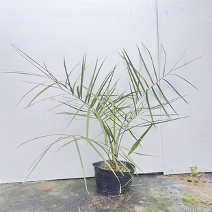 亿兆优选/布迪椰子室内热植棕榈植物净化空气