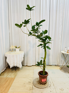 ins风简约网红奥丽黛榕孟加拉榕大型盆栽原生态造型绿植一物一拍