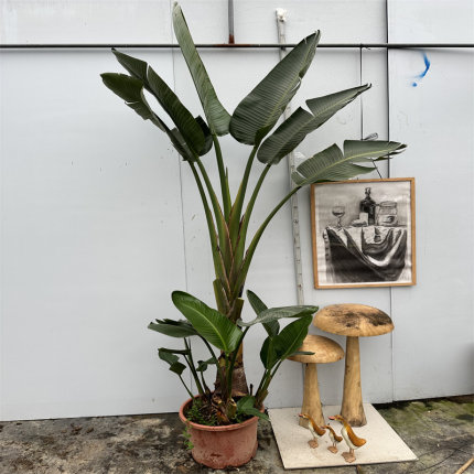 天堂鸟一物一拍北欧客室内大小绿植盆栽观叶鹤望兰净化空气除甲醛