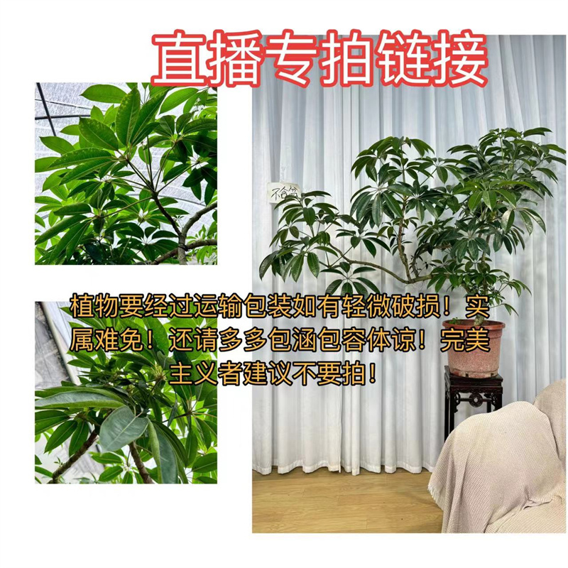 爱心榕网红大小特色情人礼植物