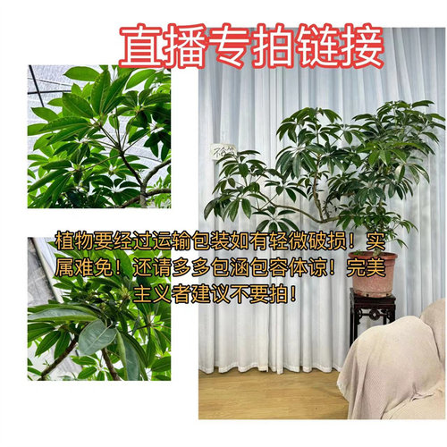 爱心榕网红大小特色情人礼植物