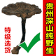 贵州纯野生紫灵芝整枝特级干货整朵天然一斤装 非长白山林芝可切片