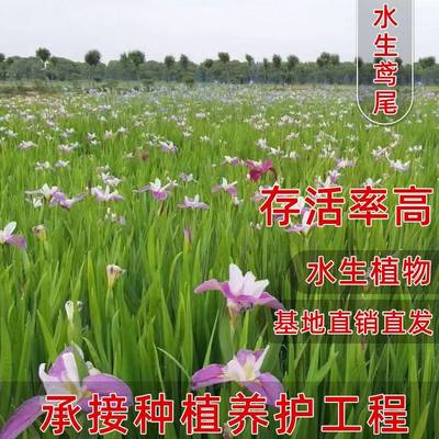 常绿鸢尾水生鸢尾路易斯安娜鸢尾黄菖蒲水生植物湿地绿化工程花苗