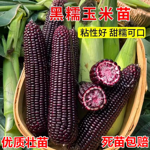 黑玉米苗秧水果甜糯超甜彩玉米苗早熟高产黄瓜白玉米黄瓜苗西瓜苗